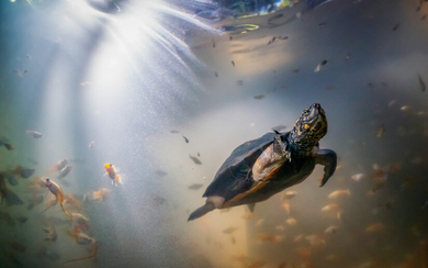 Индийская чёрная черепаха под водой. Дмитрий Кох. Россия. Номинация: Подводный мир.