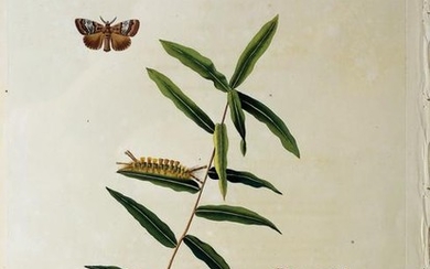 Abbot engraving of Insects of Georgia