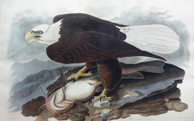 Audubon Aquatint White-Headed Eagle