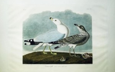 Audubon Aquatint Engraving, Common Gull, Plate 212
