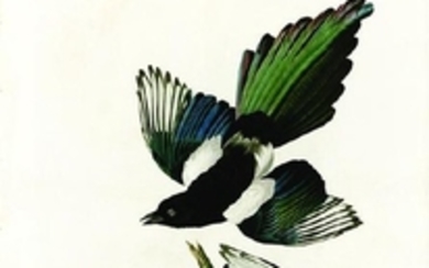 Audubon Aquatint Engraving, American Magpie, Plate 357