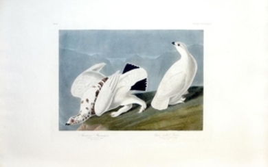 Audubon Bird Engraving, American Ptarmigan