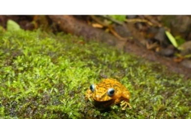 ECUADORIAN FROG Taxon: Frog | Genus: Pristimantis Have you...