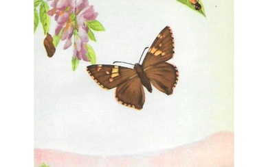 1920's Silver-Spotted Skipper Butterfly Color Lithograph Print