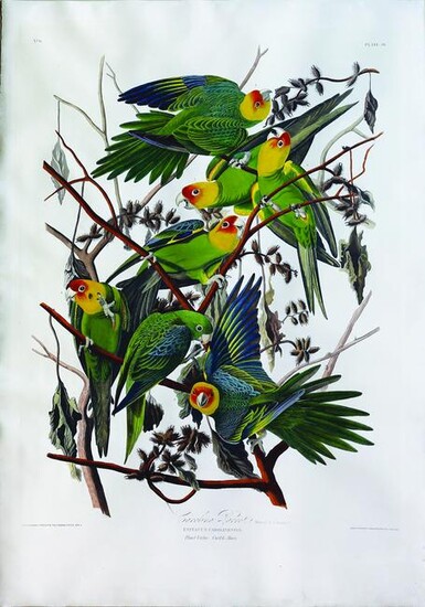 A Genius Composition: Audubon's Carolina Parrot