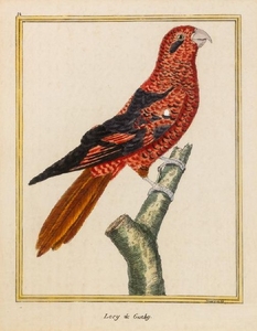 A Pair of Hand Colored Bird Engravings