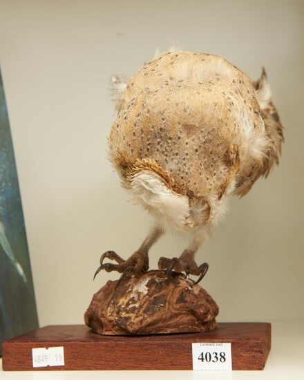 A TAXIDERMIED OWL ON WOODEN BASE, 21 CM HIGH, LEONARD JOEL LOCAL DELIVERY SIZE: SMALL