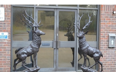 A good pair of near life size bronze stags.