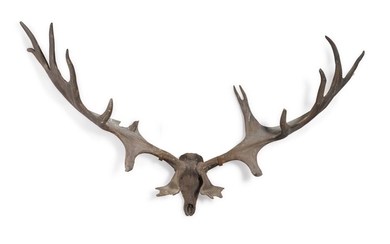 A pair of fossilised 'Irish elk' antlers, Prehistoric