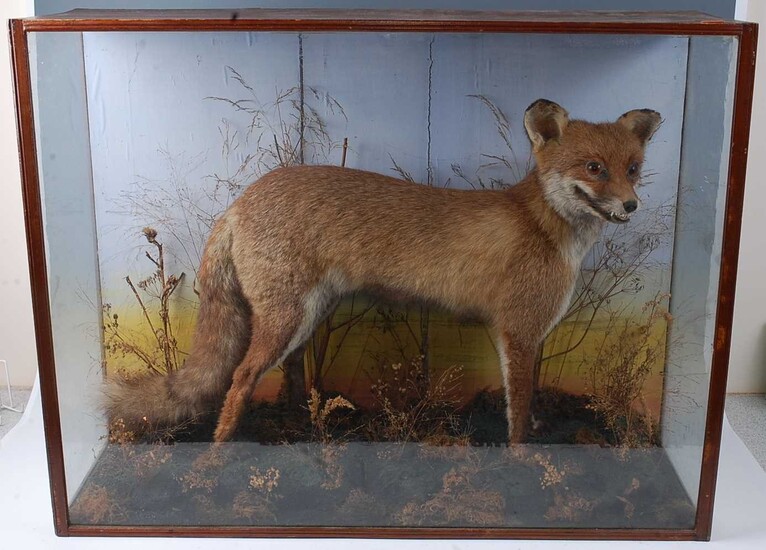 An early 20th century taxidermy Fox (Vulpes vulpes), full...