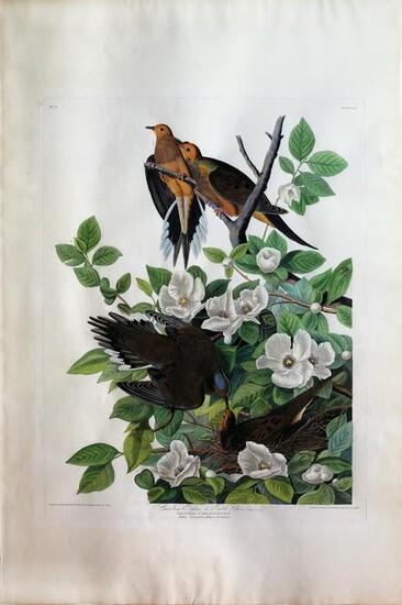 Audubon Aquatint, Carolina Pigeon
