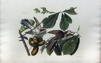 Audubon Aquatint, Yellow-billed Cuckoo