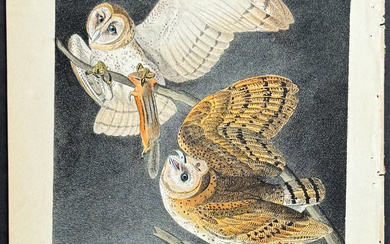 Audubon - Barn Owl. 34