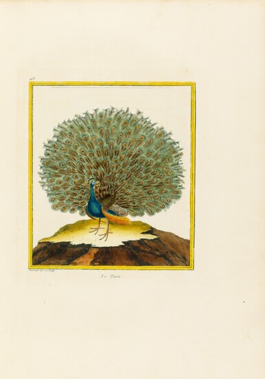 BUFFON. Histoire naturelle des oiseaux. Paris, 1771-1774. 3 vol. in-folio. Rel. époque. Planches en couleurs.