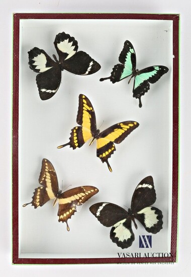 Boite entomologique contenant cinq lépidoptères... - Lot 1 - Vasari Auction