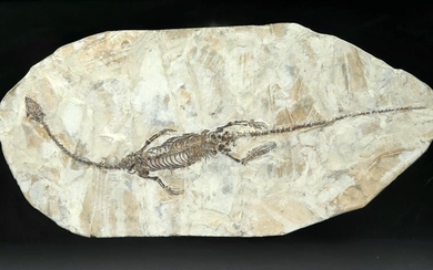 Complete Fossil Hyphalosaurus - Swimming Reptile