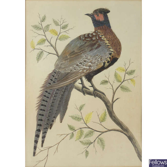 Early 20th century watercolour and applied feather painting depicting a pheasant.
