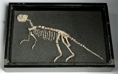 Early Cretaceous Psittacosaurus Juvenile Dinosaur