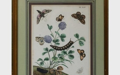 European School: Insects: Six Plates