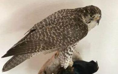 Gyrfalcon on Black Grouse Prey - finely presented - Falco rusticolus and Lyrurus tetrix (with full Article 10, Commercial Use) - 72×0×0 cm - 1110/08