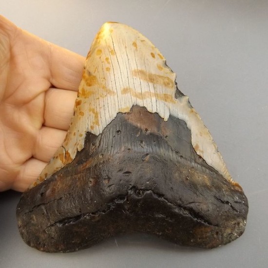 Large Megalodon - Tooth - Carcharocles megalodon - 127×113×25 mm
