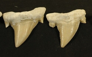Lot de 4 dents de requin Lamna. L :5cm - Lot 1 - FEE - Stanislas Machoïr