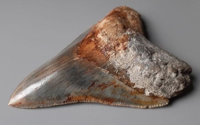 Megalodon - Tooth - PRACHTIG BLAUW EN KOPERKLEURIG - 25×90×117 mm