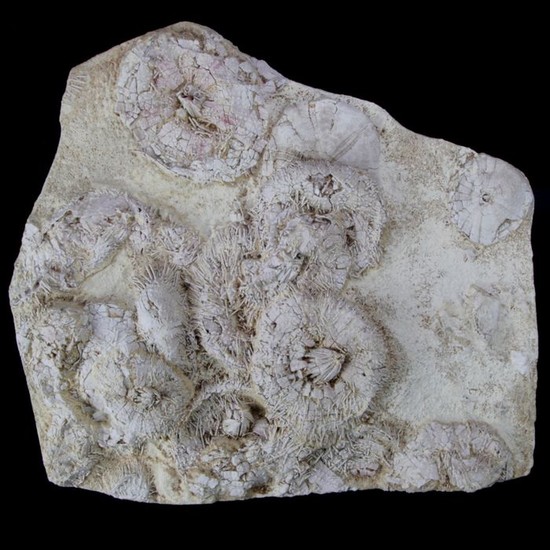 Museum Quality Echinoids on matrix block - Tripneustes parkinsoni - 370×340×50 mm