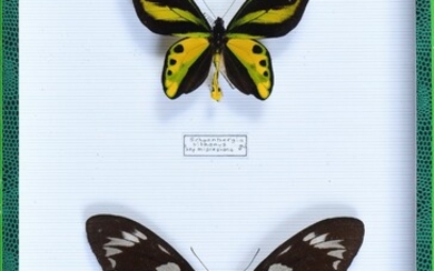 Ornithoptera tithonus misresiana couple Irian-Jaya Indonésie
