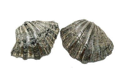 Pair Mario Buccellati Italian Silver Coated Conch Shells, 20th Century