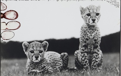 Peter Beard 'Orphaned Cheetah Cubs at Mweiga Nr. Nyeri, Kenya'