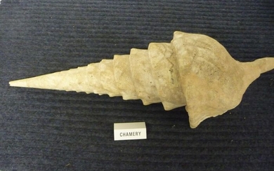 Sea Snail - Shell - Ceritium Gigantea - 14×16×50 cm