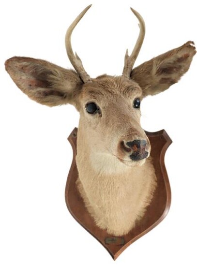 Taxidermy Deer Mount