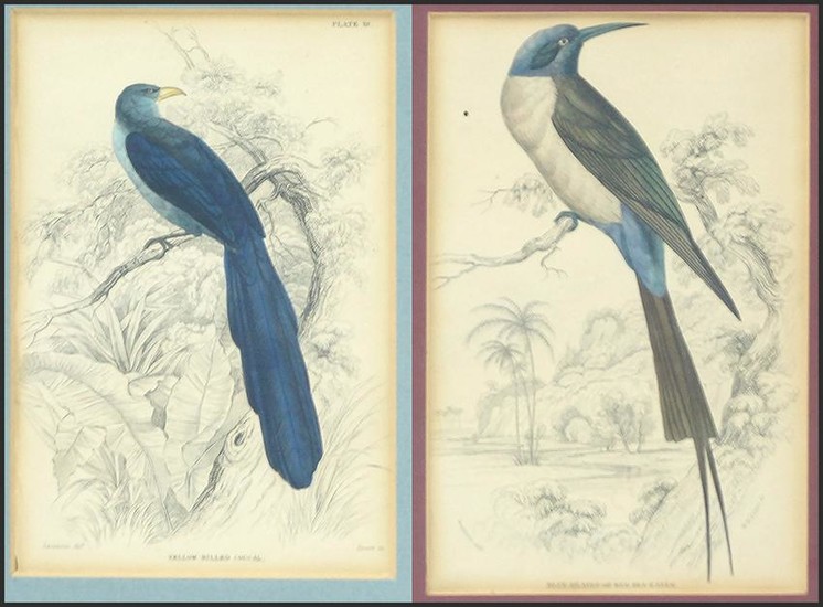 Two 19th Century Hand-Colored Prints of Birds.