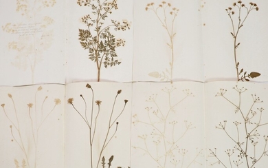 Un folio de spécimens botaniques séchés du début du 19ème siècle sur papier,montés sur des...