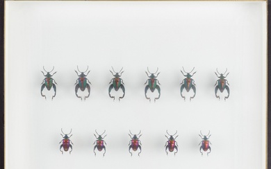 Un lot réunissant trois boites à insectes composé de : Jumnos ruckeri (5 mâles, 4...