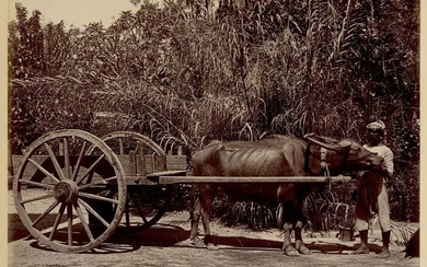 Unknown Photographer - 1880 - Ox-drawn Cart, Penang, Malaysia, 1880 s - Very Strong Vintage Photograph