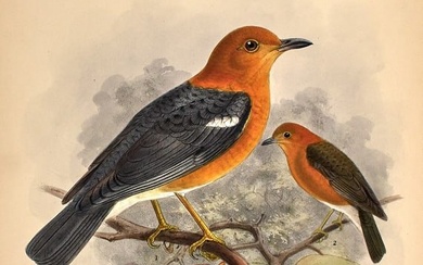 With excellent hand-colored plates by Keulemans