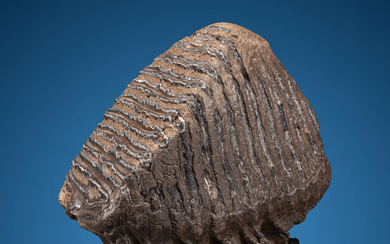 Woolly Mammoth Tooth Mammuthus primigenius Pleistocene Alaska, USA This...
