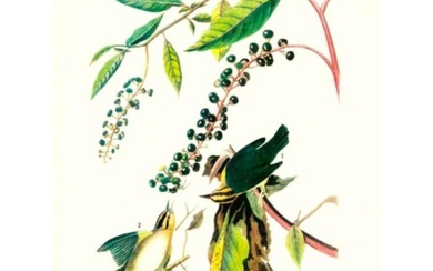 c1946 Audubon Print, #14 Worm-Eating Warbler