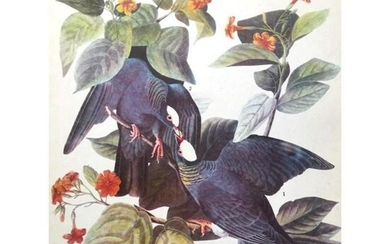 c1946 Audubon Print, #177 White-Crowned Pigeon