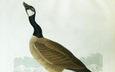Audubon Aquatint Engraving, Hutchins's Barnacle Goose