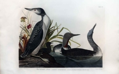 Audubon Engraving, Red-Throated Diver