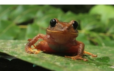 PANAMANIAN FROG Taxon: Frog | Genus: Pristimantis My, what...