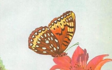 1920's Silver-Spot Fritillary Butterfly Color