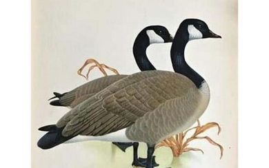 1950 Menaboni Bird Print - Canada Goose