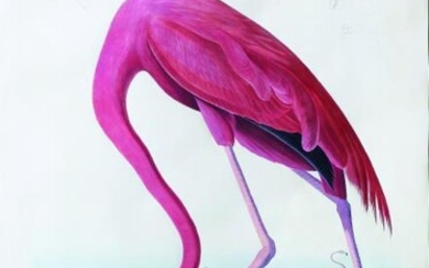 Audubon Bird Engraving, American Flamingo