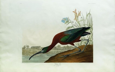 Audubon Aquatint Engraving, Glossy Ibis, Plate 387