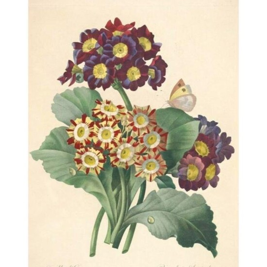 After Pierre-Jospeh Redoute, Floral Print, #111