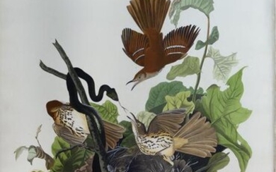 Audubon Aquatint, Ferruginous Thrush